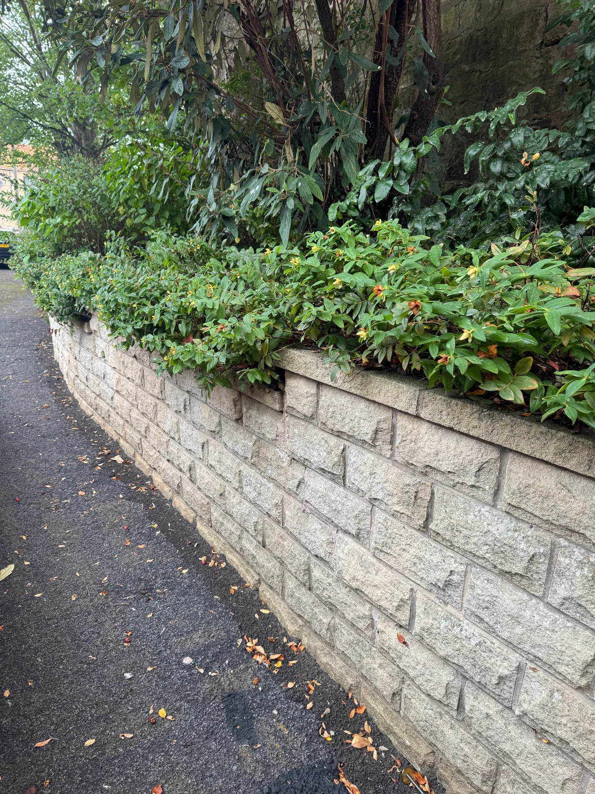 A stepped crack and open joints in a garden retaining wall beside planting.