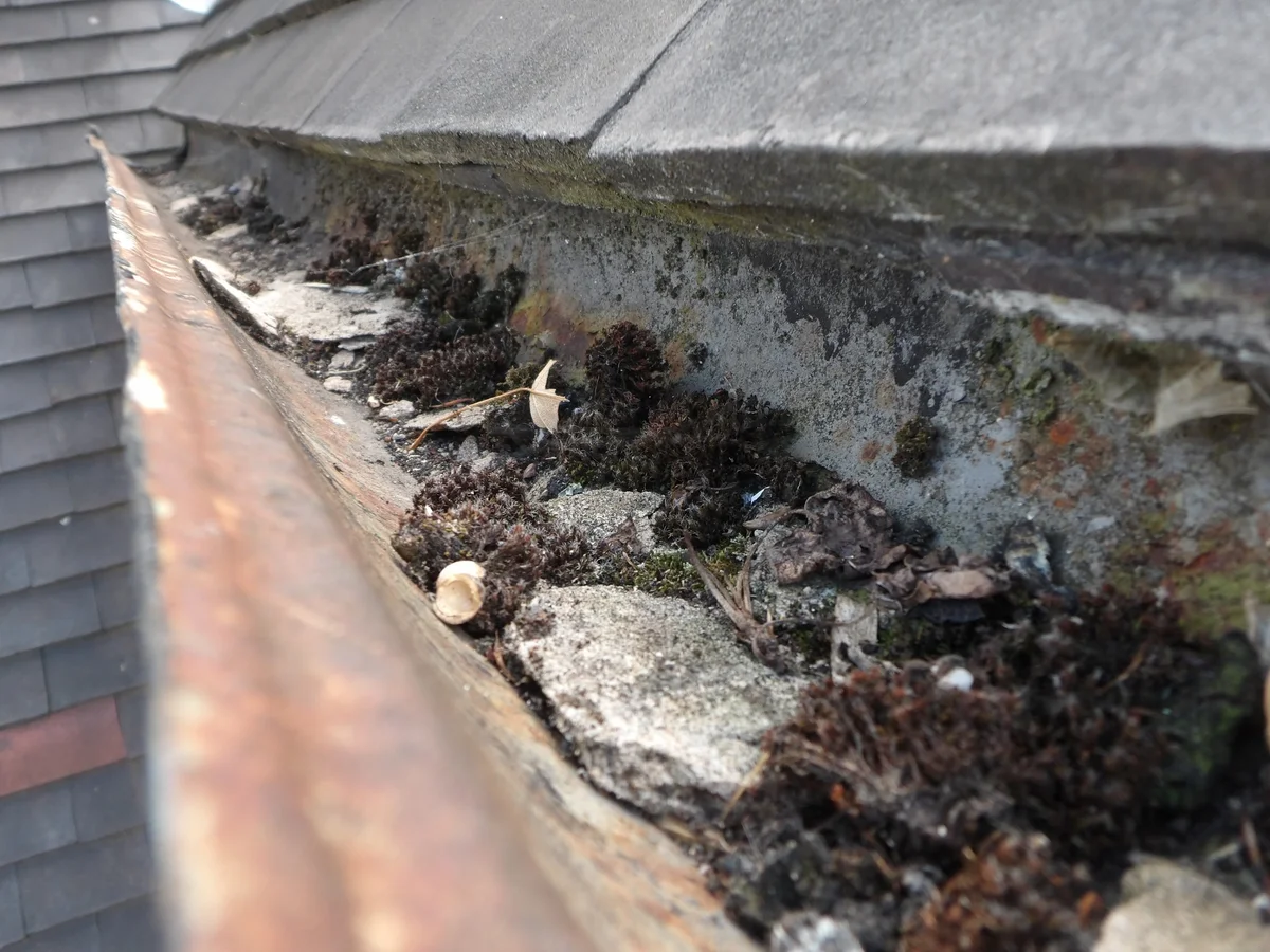 A closer view shows fragments, moss and leaves occupying the gutter channel.